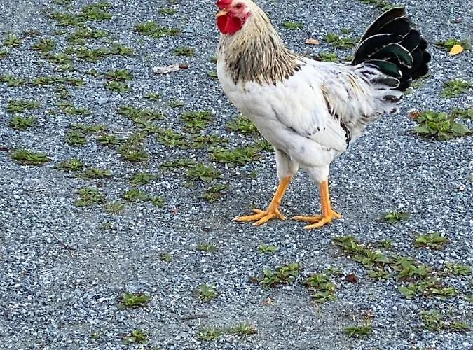 Sole Gjestegard Noresund